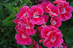 Fantasia Strawberry Sizzle Geranium