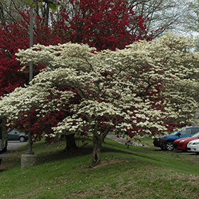 Cloud 9 Flowering Dogwood (Cornus)
