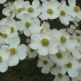 Cloud 9 Flowering Dogwood (Cornus)