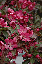 Centurion Flowering Crab (Crabapple)