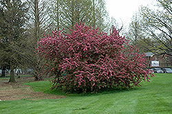 Indian Summer Flowering Crab (Crabapple)