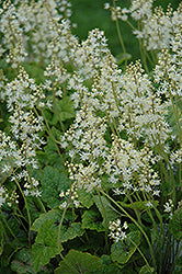 Brandywine Foamflower (Tiarella)