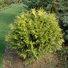 Golden Globe Arborvitae (Thuja Goldeneye)