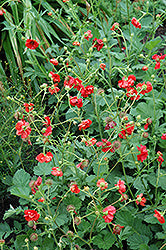 Blazing Sunset Avens (Geum)