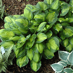 Captain Kirk Hosta