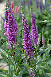 Purpleicious Speedwell (Veronica)