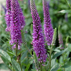Purpleicious Speedwell (Veronica)