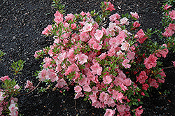 Hilda Niblett Azalea
