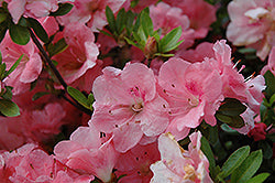 Hilda Niblett Azalea