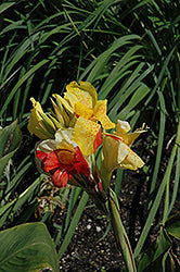 Cleopatra Canna