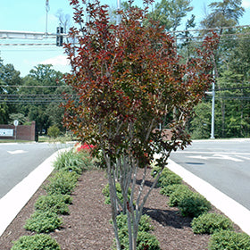 Burgundy Cotton Crapemyrtle (Lagerstroemia)