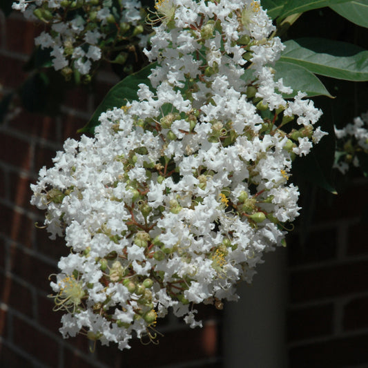 Natchez Crapemyrtle