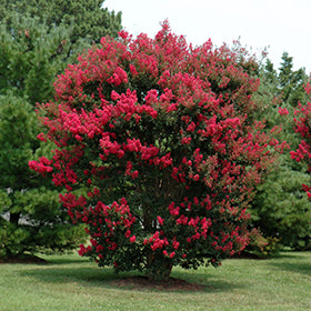 Arapaho Crapemyrtle (Lagerstroemia)