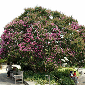 Powhatan Crapemyrtle (Lagerstroemia)