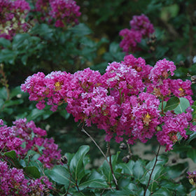 Zuni Crapemyrtle (Lagerstroemia)