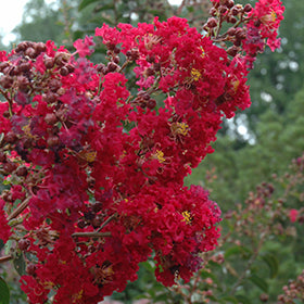 Arapaho Crapemyrtle (Lagerstroemia)