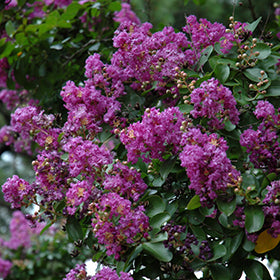 Powhatan Crapemyrtle (Lagerstroemia)