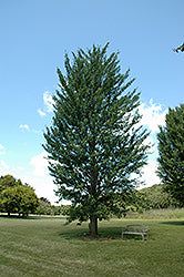 Princeton Sentry Ginkgo