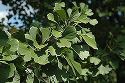 Princeton Sentry Ginkgo