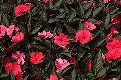 SunPatiens Compact Deep Rose Impatiens