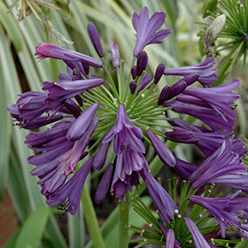 Purple Delight Agapanthus