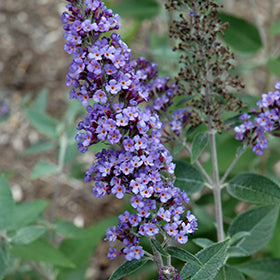 True Blue Butterfly Bush