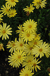 Voltage Yellow African Daisy (Osteospermum)