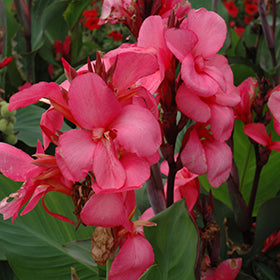 Cannova Rose Canna (Lily)