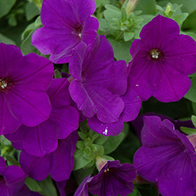 Supertunia Royal Velvet Petunia PW