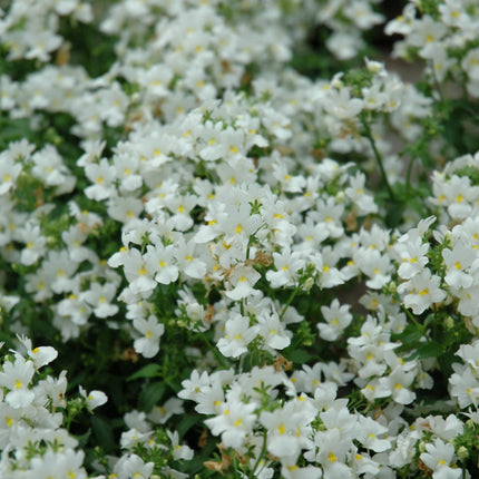 Aromatica White Nemesia
