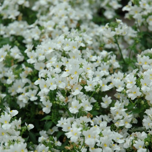 Aromatica White Nemesia
