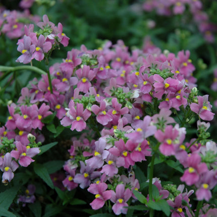 Aromatica Rose Pink Nemesia