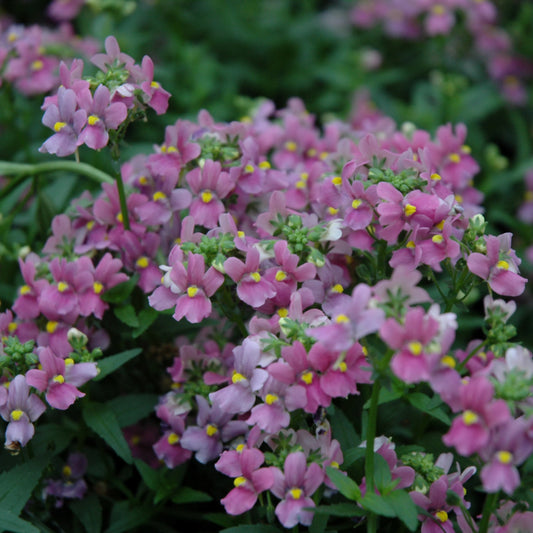Aromatica Rose Pink Nemesia