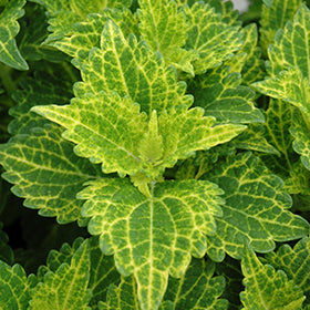 Electric Lime Coleus