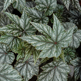 Gryphon Rex Begonia