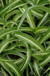Variegated Spider Plant