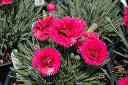 Starlette Pinks (Dianthus)