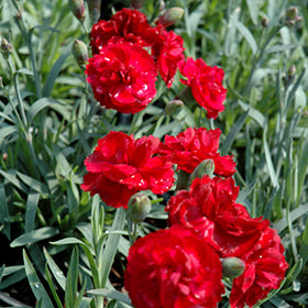 Early Bird Radiance Pinks (Dianthus)
