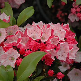 Carousel Mountain Laurel (Kalmia)