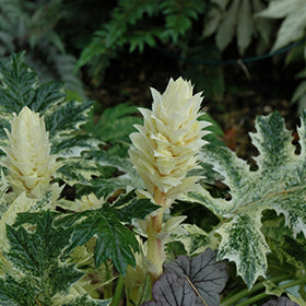 Whitewater Acanthus