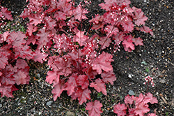 Fire Alarm Coral Bells (Heuchera)