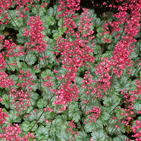 Paris Coral Bells (Heuchera)