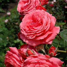 America Rose