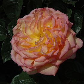 Centennial Star Rose