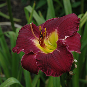 Bela Lugosi Daylily (Hemerocallis)