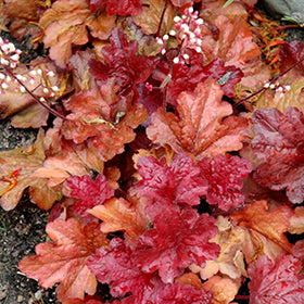 Fire Alarm Coral Bells (Heuchera)