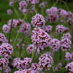 Meteor Shower Verbena PW