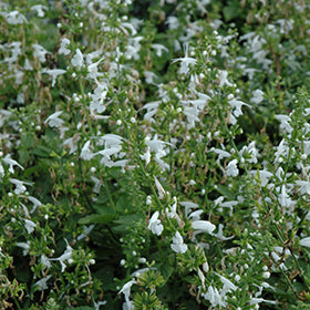 Summer Jewel Sage (Salvia) 3.5"