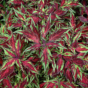 Flamethrower Chili Pepper Coleus