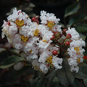 Burgundy Cotton Crapemyrtle (Lagerstroemia)